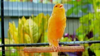 Soft Belgian Canary Songs for Stress Relief, Calm Mind and Deep Sleep – ASMR