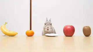 果物大好きなうさぎさんがついにNo.1フルーツを教えてくれました