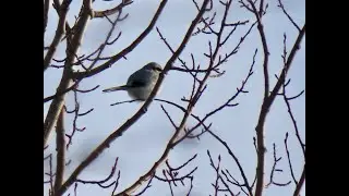 Varf&aring;gel - Lanius excubitor - great grey shrike