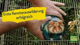 Erste Hamster ausgewildert