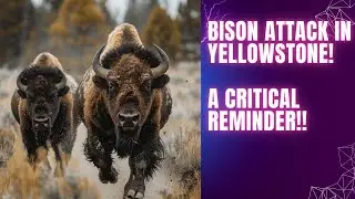 🌲😱 A Bison Attack in Yellowstone! #shorts #news