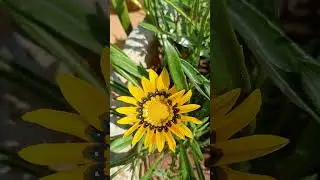 Gazania flowers #garden #plants #flowers #sunflower #gardening