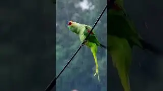 Birds Enjoying Rain😍 #youtubeshorts #viral #shorts #shortsfeed #shortvideo #shortsvideo #trending