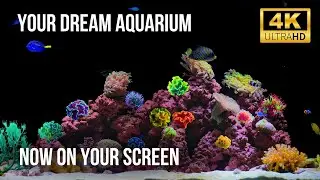 🐠 Завораживающий 4K Аквариум с Реальными Звуками Воды | Расслабляющий Коралловый Риф и Тропические..