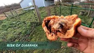 DIY APPLE PICKER I HANDICRAFT APPLE PICKER I LATE FALL TREAT FOR THE GOATS I HANDMADE TOOLS I CRAFT
