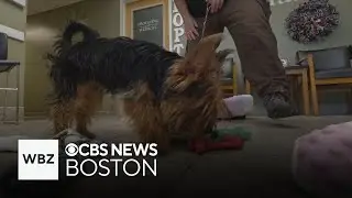 Dog found abandoned in cage with 
