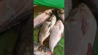Friendships Amazon Big Fish Machlie Trending Tik Tok Videos 🐟#shorts #short #new #dance#viral#video
