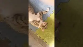 #cat #cute #happy #𝑠𝑙𝑒𝑒𝑝𝑑𝑜𝑛𝑡𝑑𝑖𝑠𝑡𝑢𝑟𝑏