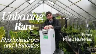 Распаковываем редкие рододендроны и магонии из питомника Millais!