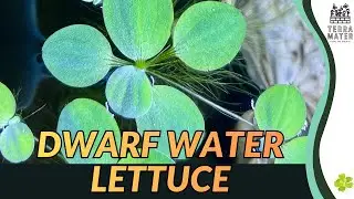 Карликовый водный салат (Pistia stratiotes): плавающее розеточное водное растение. Введение