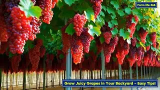 Grow Juicy Grapes in Your Backyard &ndash; Easy Tips!