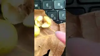 Яйцо мухи в мякоти листа . Полное видео у меня на канале ниже.