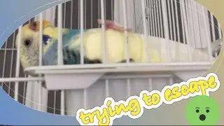 Smart budgie trying  to escape from cage ​! # birds#shortsfeed