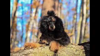 Mochi - the toy poodle