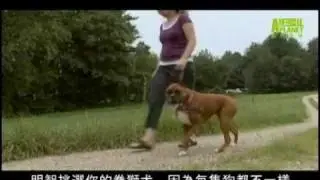 狗狗101--拳獅犬