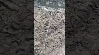 Fossilized clams and sea shells from an ancient seabed.
