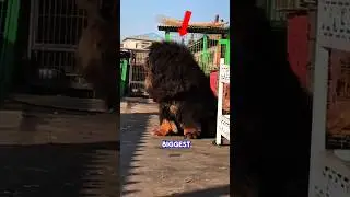 TOP 5 BIGGEST DOG BREEDS IN THE WORLD #dog #top5 #shorts