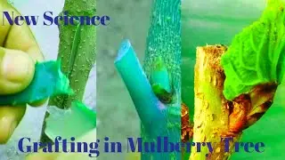 |Budding in | Mulberry |Old Tree| Alovera | Home Made Harmons |Quick | And |Successful Results|