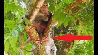 Amari Fight Poor baby - Lori hurt cry till pee pee | Lori hungry try request milk.