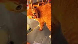 рыжий кот# red cat #веселыекоты #cat #funny #прикольныекоты #pets #видосыоткота #funnycats #animals