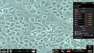 Cell Counting