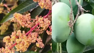  मोहरनं लगडनं,लदडनंं,फुलनं,बहरनं _आंबा मोहरला, रसाळ फळांची चाहूल Mango Blossom,Mango Inflorescence