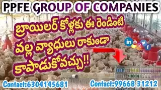 #బ్రాయిలర్ కోళ్లకు ఈ రెండింటి వల్ల వ్యాధులు రాకుండా కాపాడుకోవచ్చు!!#broiler #farms #poultry