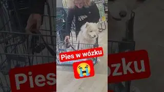Pies w w&oacute;zku w Japonii 🇯🇵
