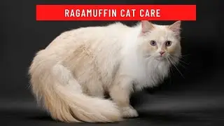 How to take care of a ragamuffin cat updated 2021