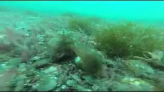 Helford river dive falmouth