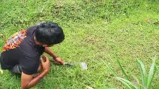Traditional Grass Cutting Using Sharp Sickle #RuralAgriculture #TraditionalFarming