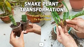 How a Single Snake Plant Leaf Becomes a New Plant