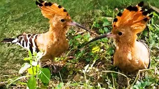 Natural video with music | birds chirping relaxing music | EURASIAN HOOPOE | Notebirds  I asian bird