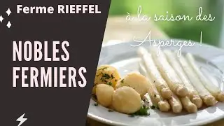 Ferme Rieffel - Les asperges blanches d'Alsace