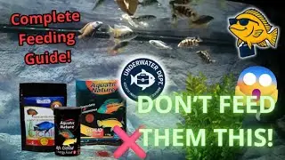 Feeding African Cichlids &ndash; What, When & How?? | Ultimate Guide for Mbuna, Haps & Peacocks