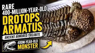 Drotops Armatus Trilobite Fossil | 400-Million-Year-Old Discovery in Morocco