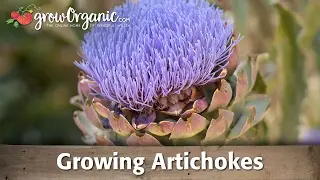 Growing Organic Artichokes From Root Crowns