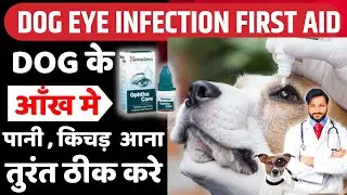 Kutte Ki Aankh Ka Ilaj | Kutte ki Aankhon Mein Kichad Aana | Eye Infection In Dogs Home Remedy Hindi
