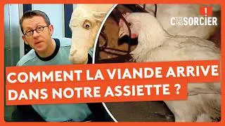 Comment la viande arrive dans notre assiette ? - C'est pas sorcier