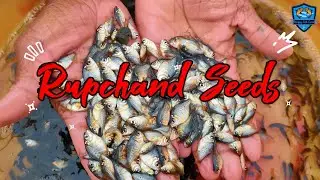 रूपचंद मछली के बच्चे स्टॉक रेडी | Parijoy Fish Farm | Fish Seed Supply | पूरे भारत में डिलीवरी