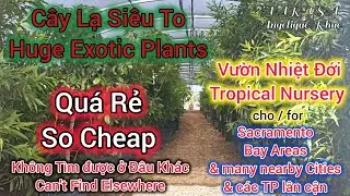 🇺🇲C&acirc;y Lạ Si&ecirc;u To-Qu&aacute; Rẻ @ Vườn Sacto.Huge Exotic Plants-So Cheap @ Sacramento Nursery