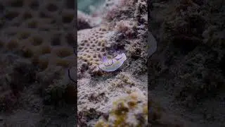 The Marine Jewel #Ringed Goniobranchus #slug #shorts
