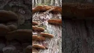 Tree Mushrooms #nature #shorts #mushroom #mushrooms #fungus #tree #trees #fungi