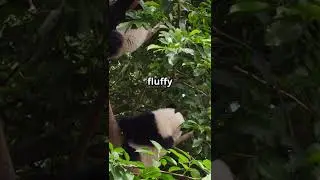 Hero Panda Saves Puppy From Flood!