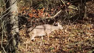 2022 Maryland Bear Hunt
