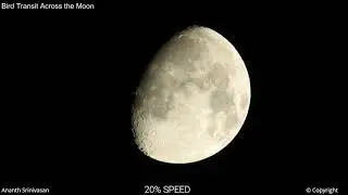 Bird Transit Across the Moon