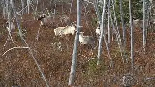 Canadian Migratory Male Caribou Calling Females