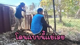 บทเรียนราคาแพงสำหรับการเลี้ยงเป็ดไข่🦆🥚 เจอแบบนี้หมดตัวแน่😭มือใหม่จะเลี้ยงเป็ดไข่ต้องดูEP.735
