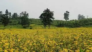 Niger (Guizotia abyssinica) plant #agriculture #seedoils