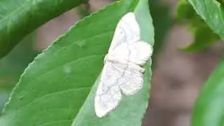 Wątlak czarnokropek - Scopula nigropunctata